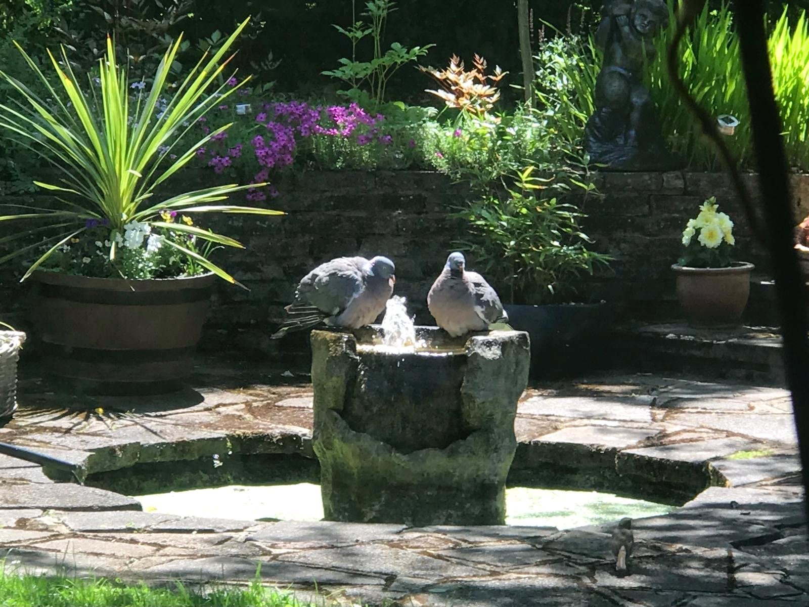 Lazy Owl Image